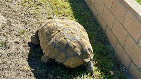 Authorities trying to reunite 100-pound tortoise with owners